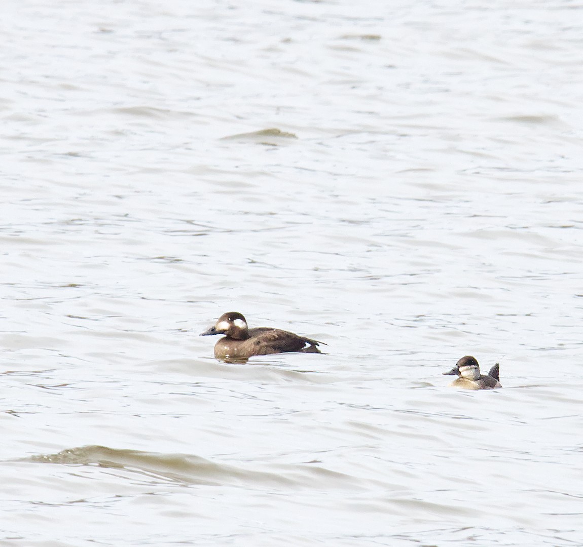 White-winged Scoter - ML504411171