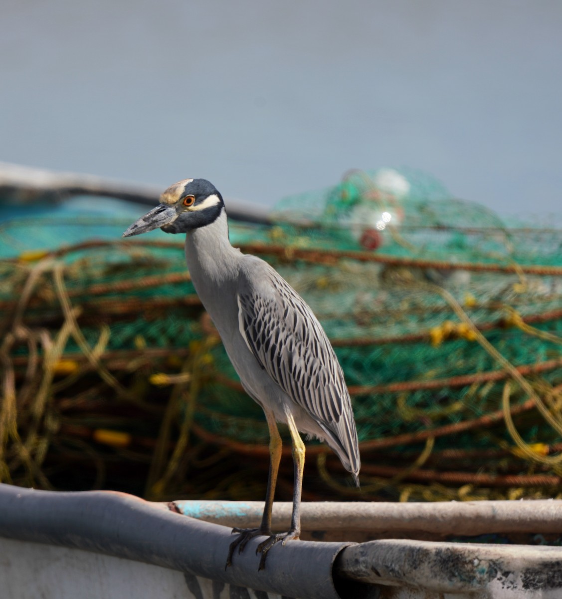 Yellow-crowned Night Heron - ML504413121