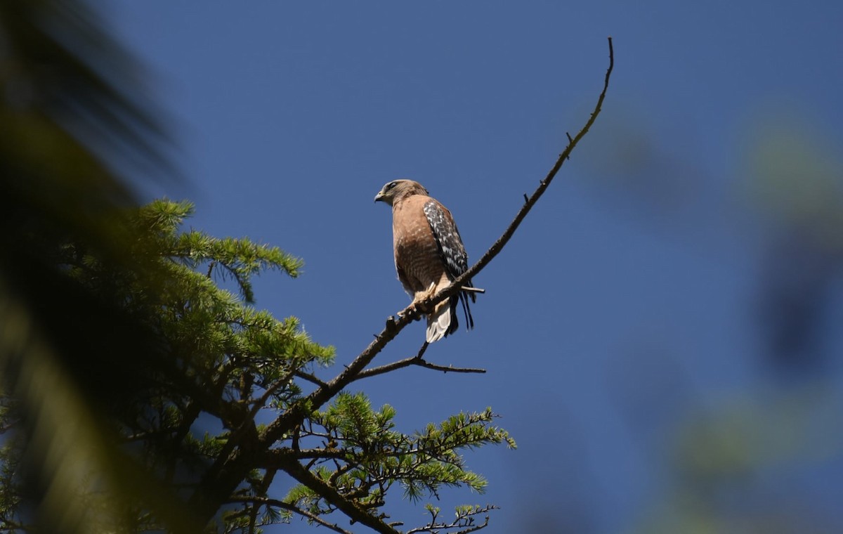 Red-shouldered Hawk - ML504414251