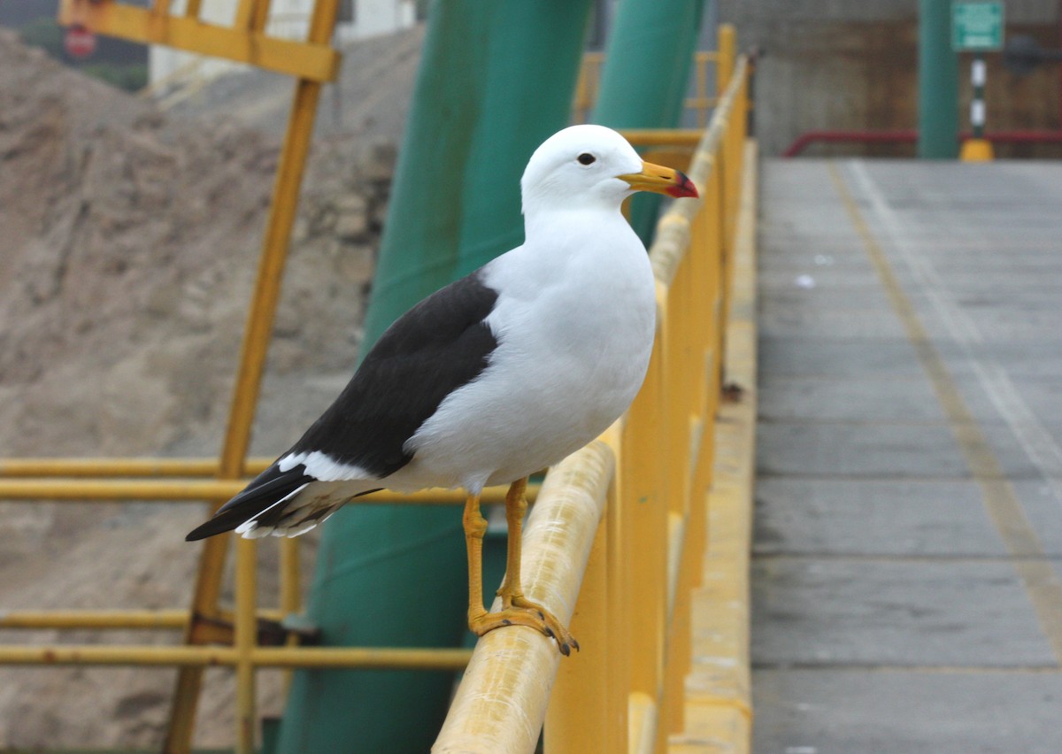 Belcher's Gull - ML504414791