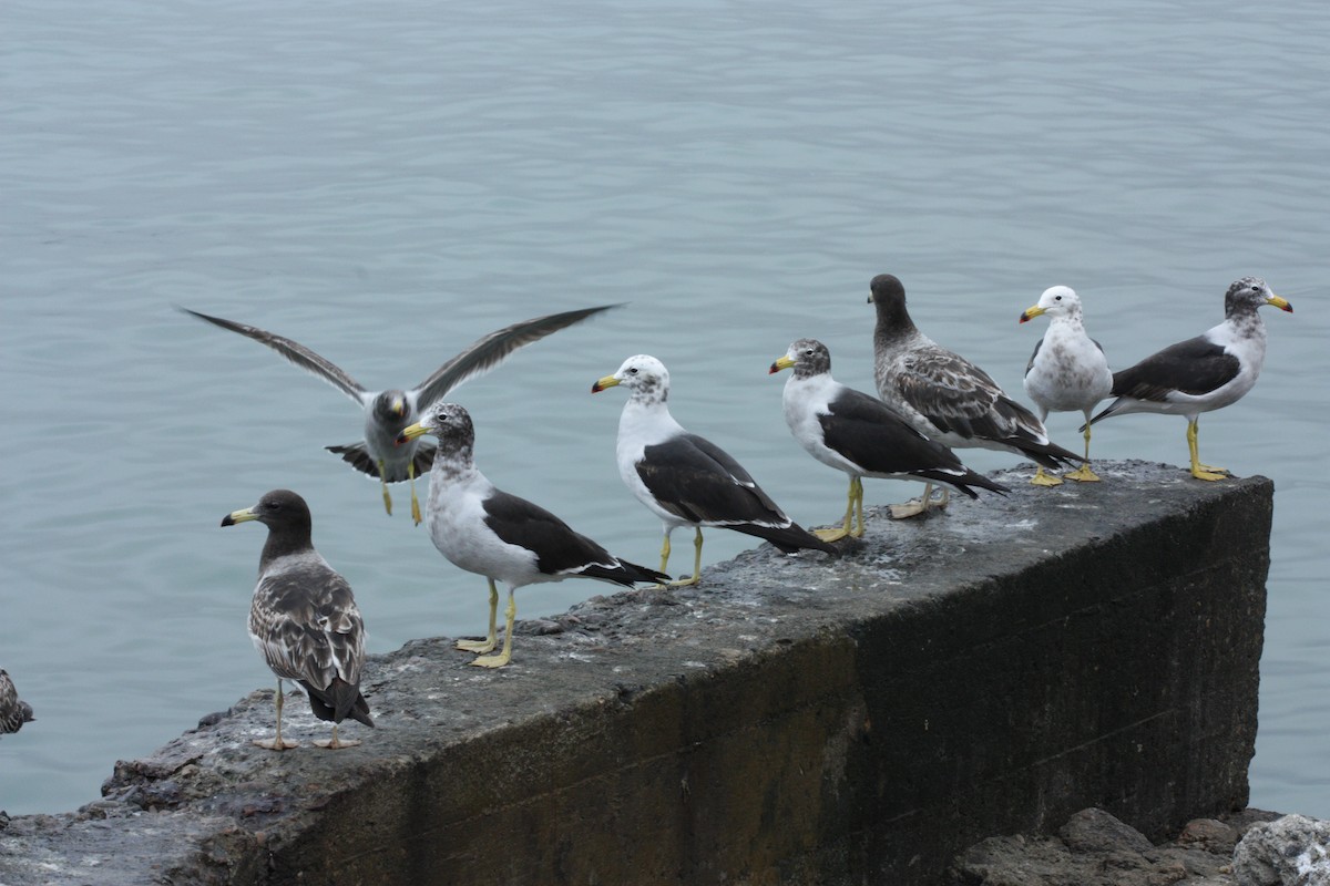 Belcher's Gull - ML504414801