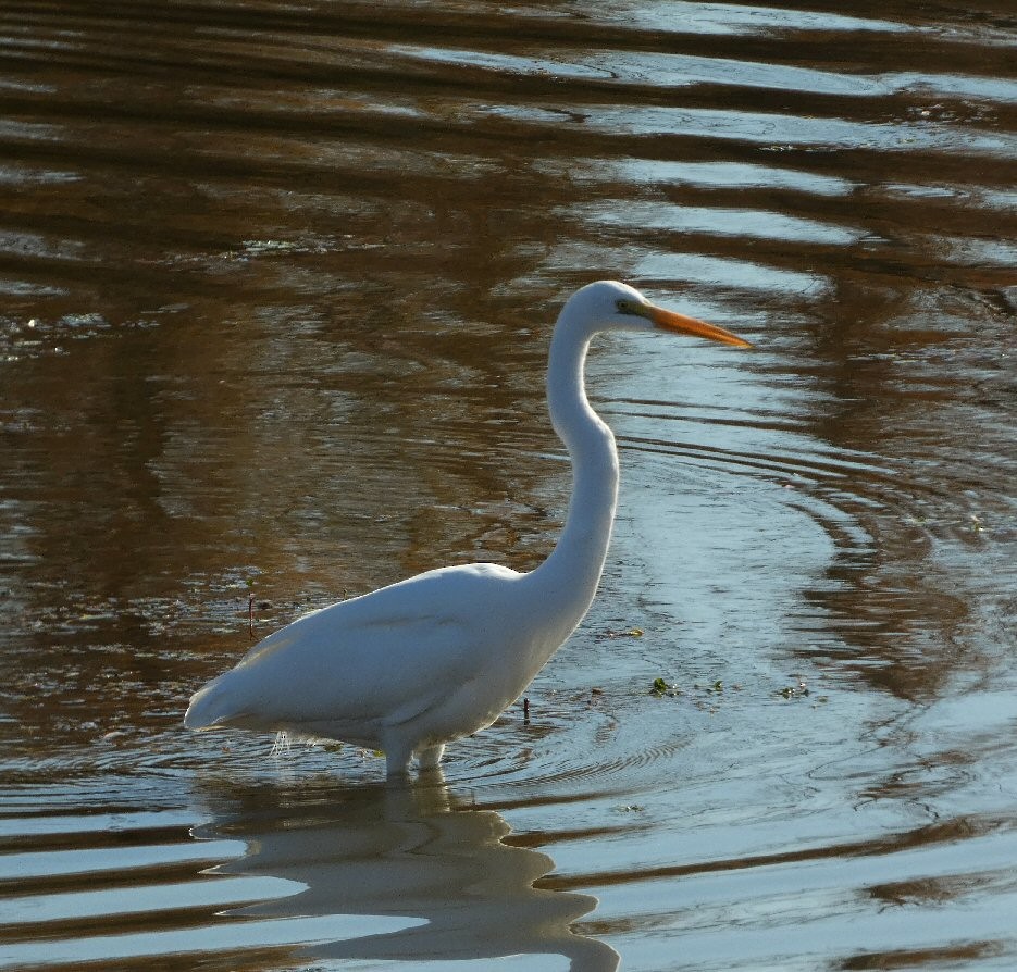 Great Egret - ML504415181