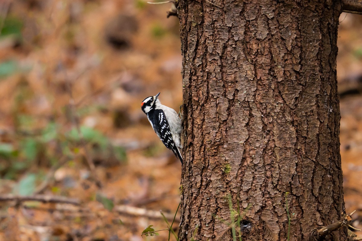 Downy Woodpecker - ML504415311