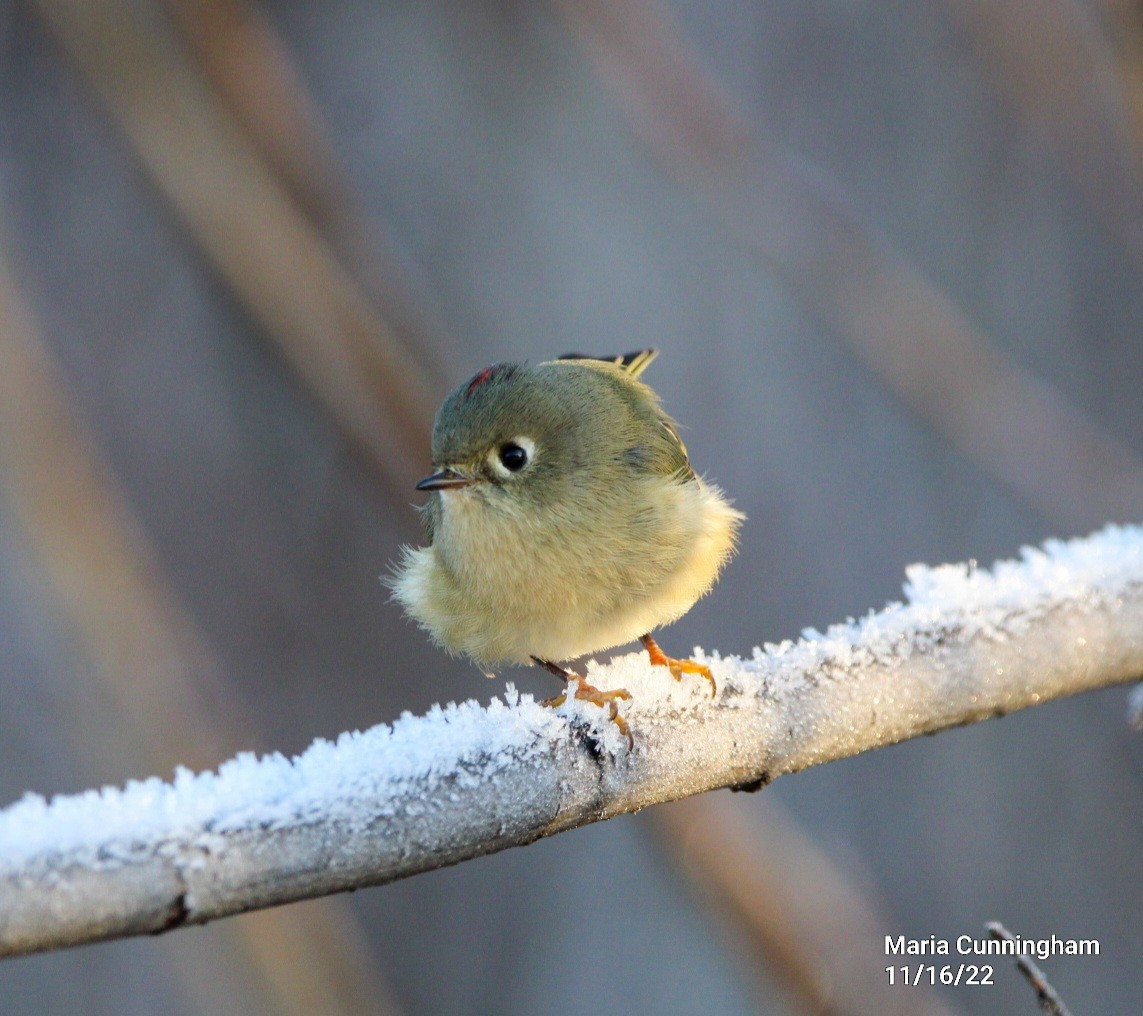 Ruby-crowned Kinglet - Maria Cunningham