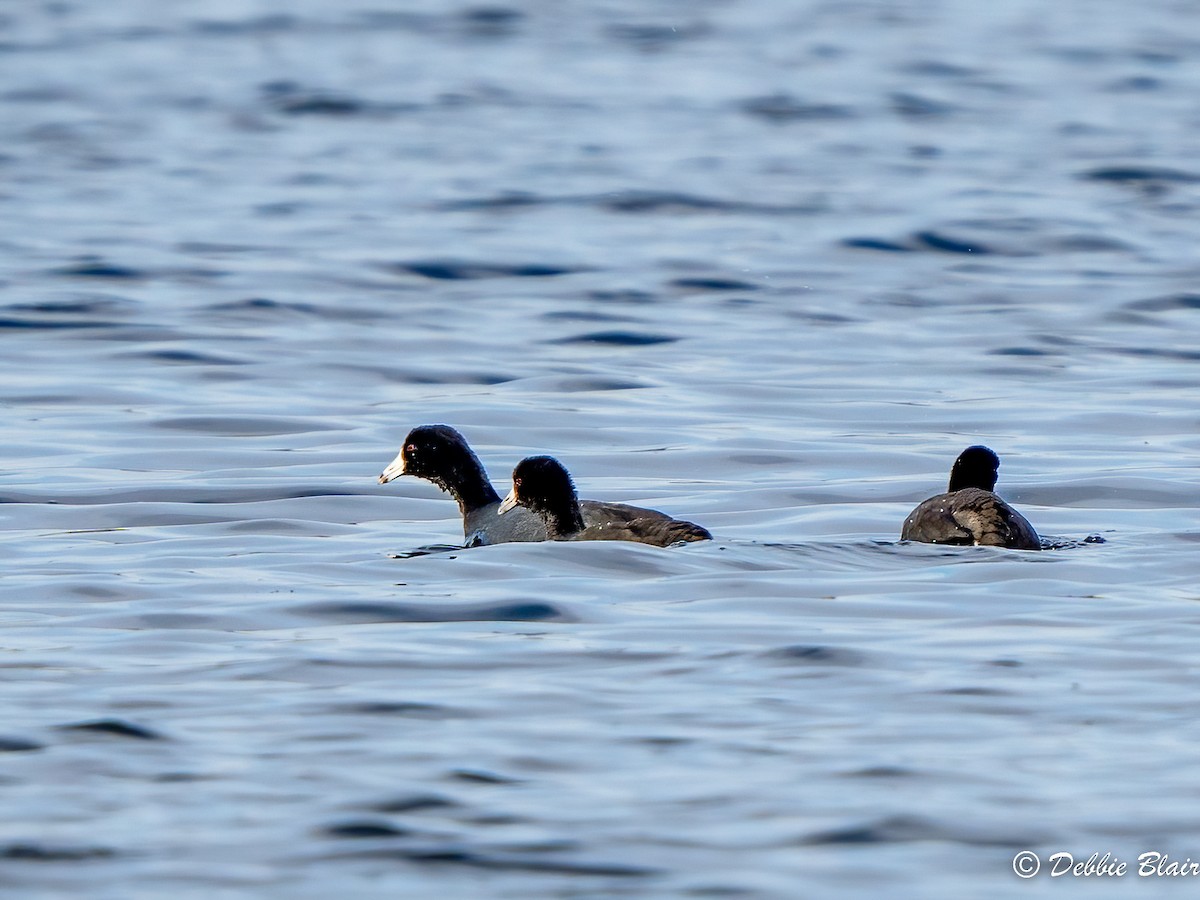 American Coot - Debbie Blair