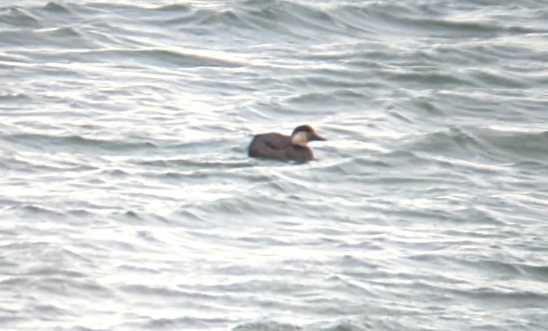 Black Scoter - ML504416261