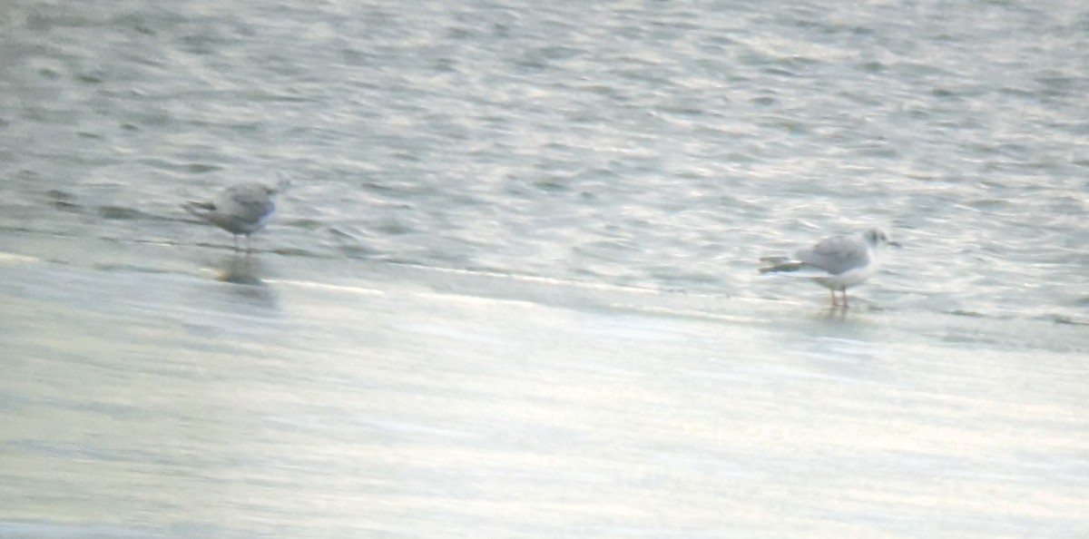 Bonaparte's Gull - ML504416371