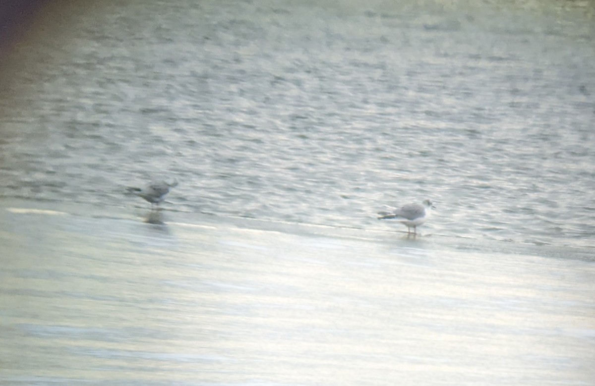 Bonaparte's Gull - ML504416381