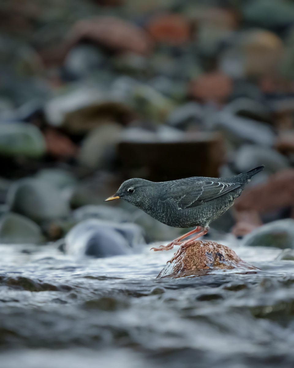 American Dipper - ML504417741