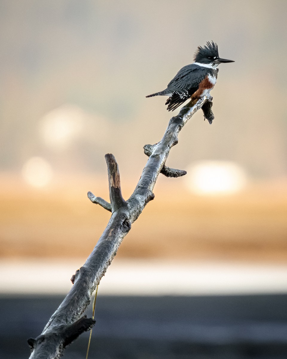 Belted Kingfisher - ML504417981