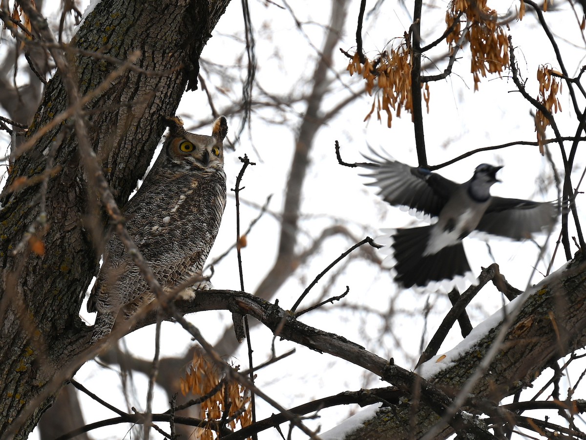 Great Horned Owl - ML504418381