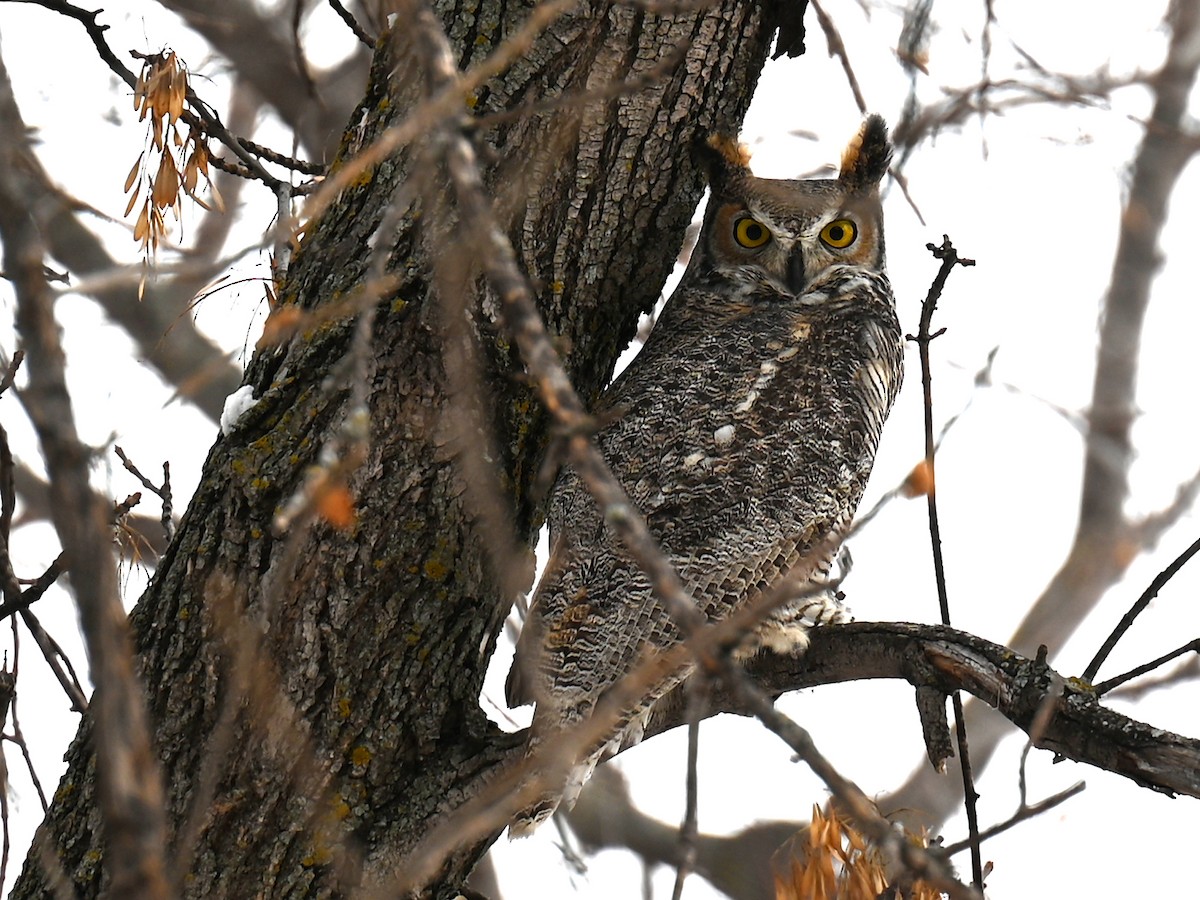 Great Horned Owl - ML504419051