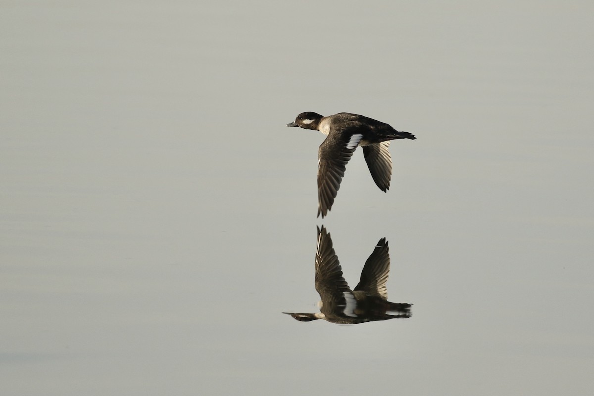 Bufflehead - ML504420601