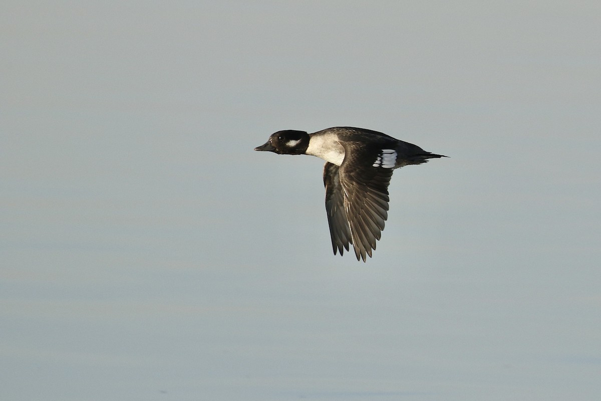 Bufflehead - ML504420611