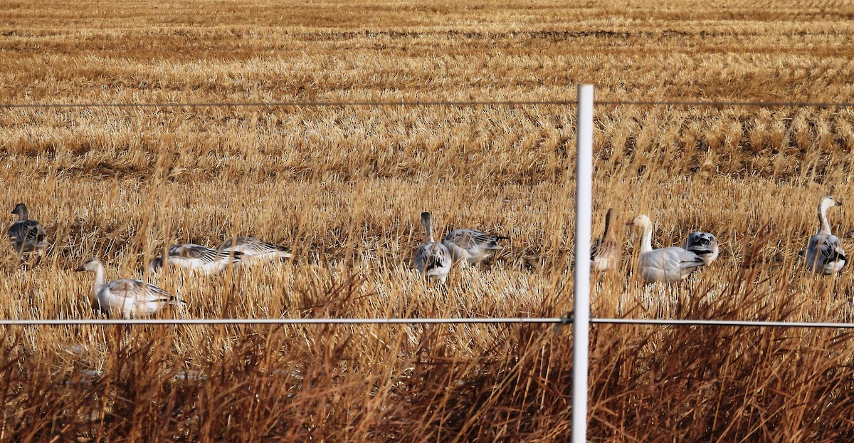 Snow Goose - ML504422021