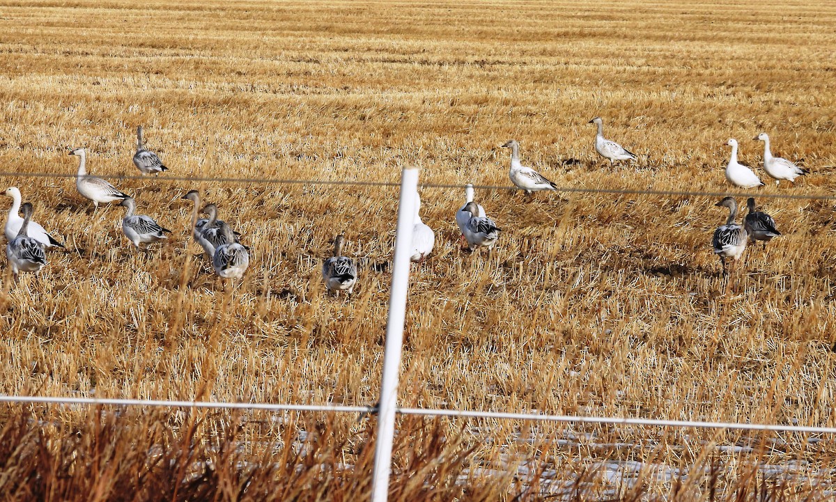 Snow Goose - ML504422231