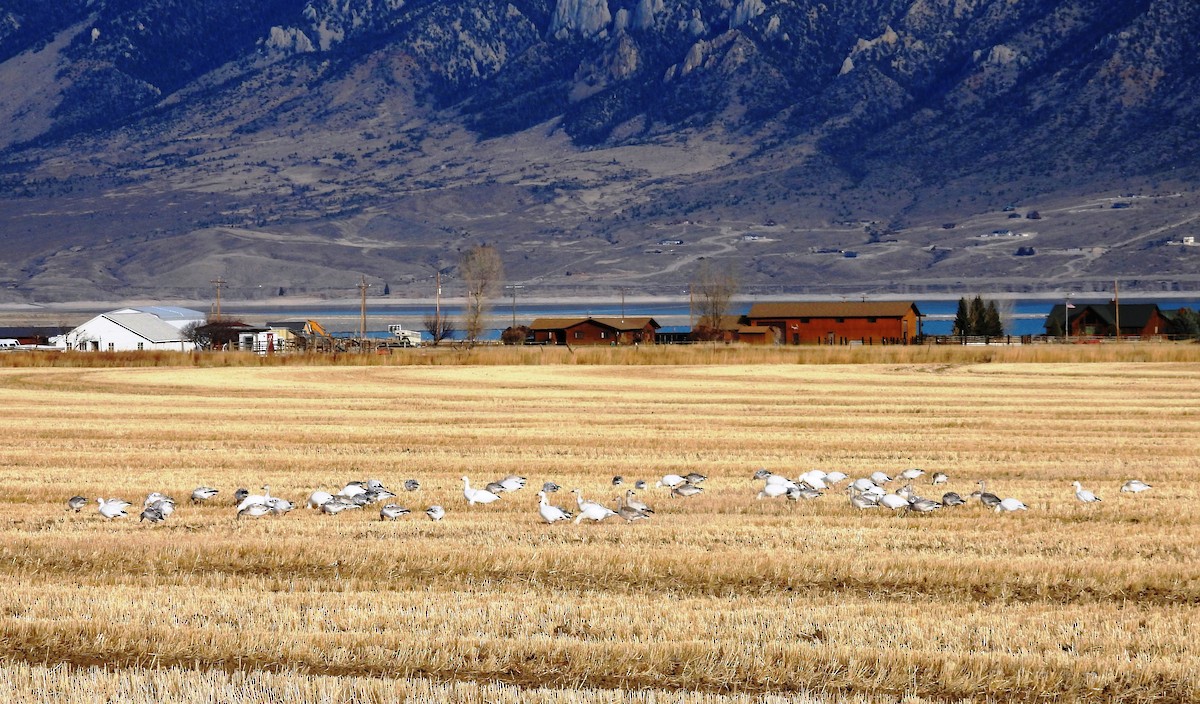 Snow Goose - ML504422371