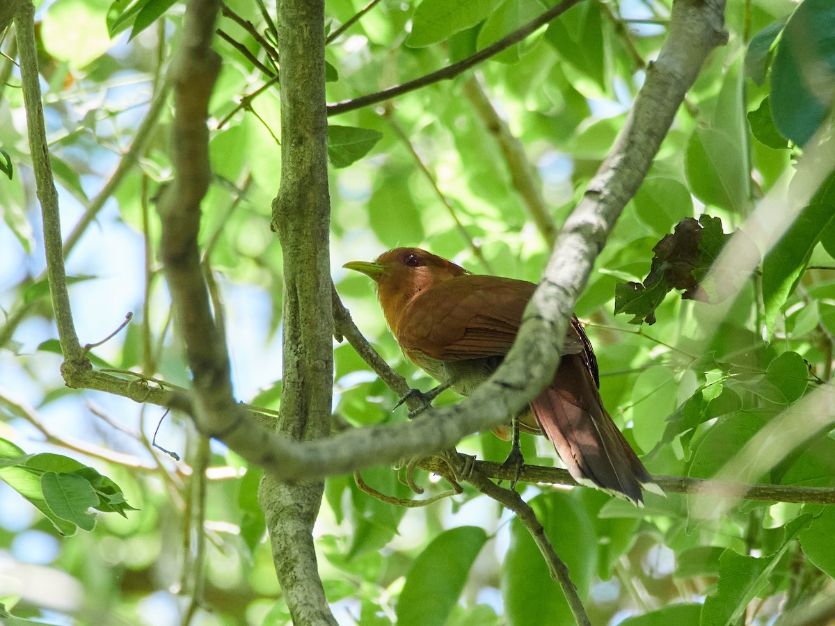 Little Cuckoo - ML504422951