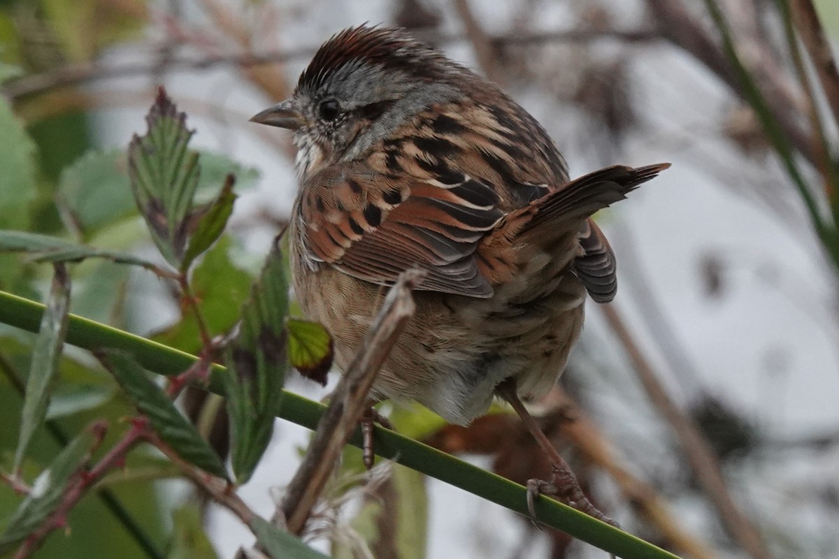 Swamp Sparrow - ML504423181