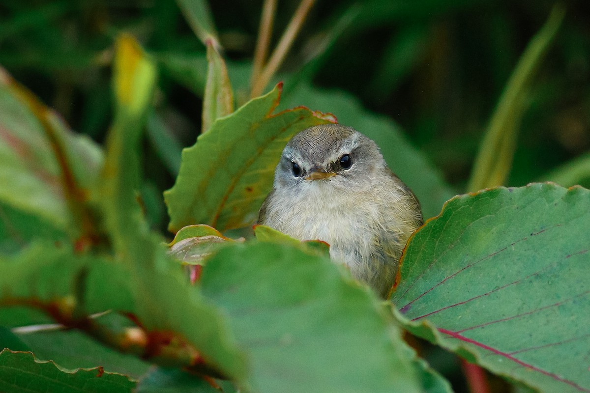 Yellowish-bellied Bush Warbler - u7 Liao