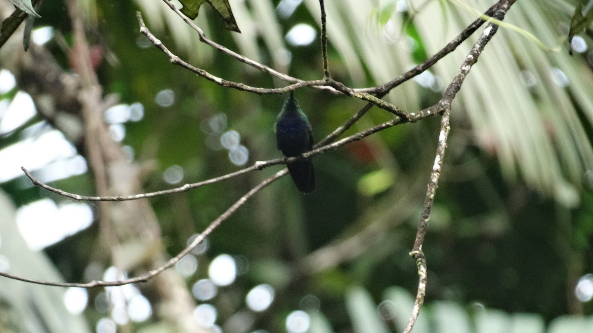 Green-throated Carib - ML504423821