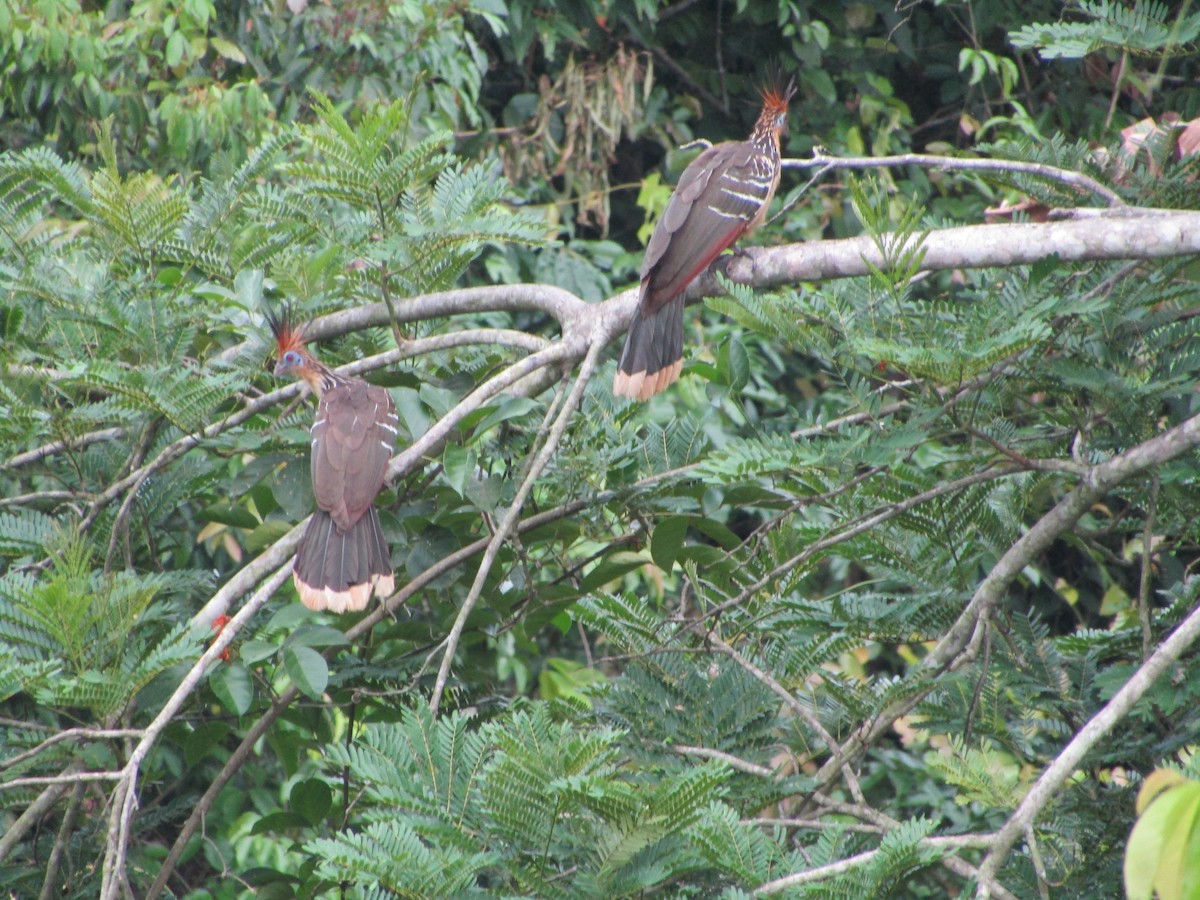 Hoatzin - ML504425331