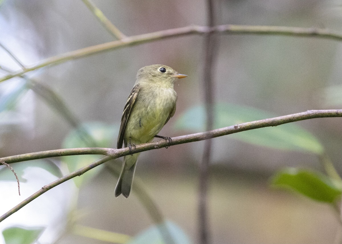 Yellow-bellied Flycatcher - ML504426311