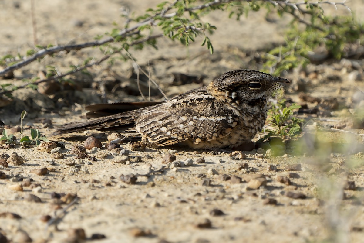 White-tailed Nightjar - ML504426731