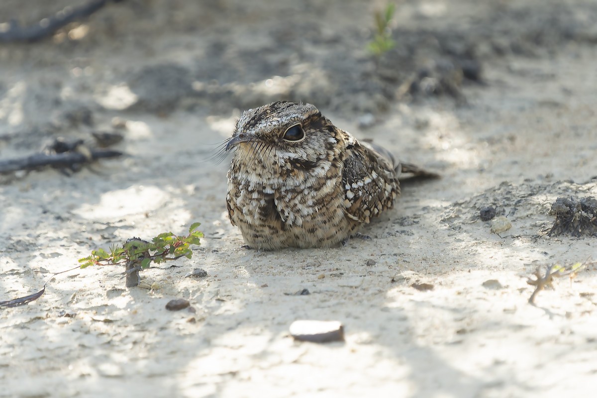 White-tailed Nightjar - ML504426781