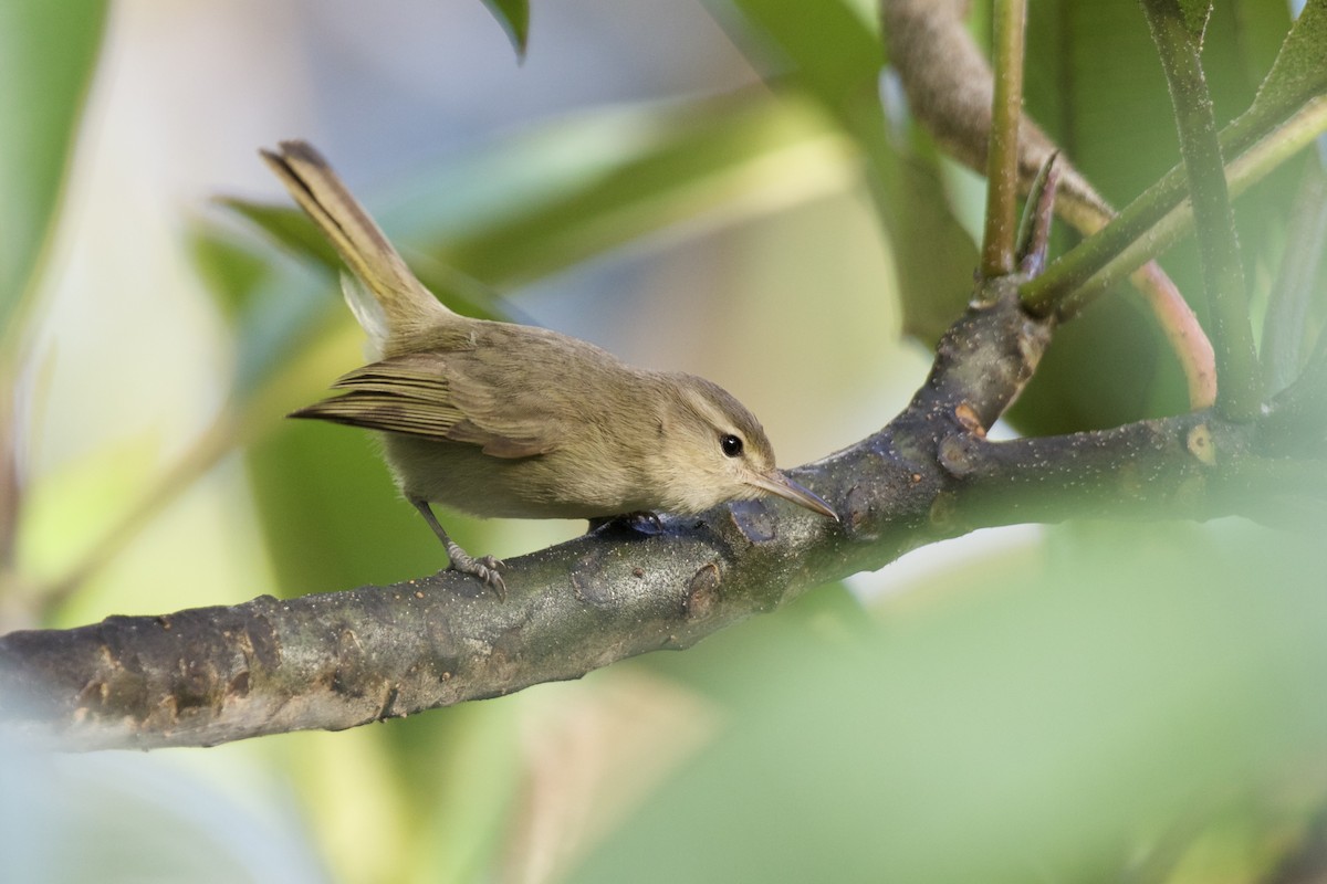 noronhavireo - ML504427381