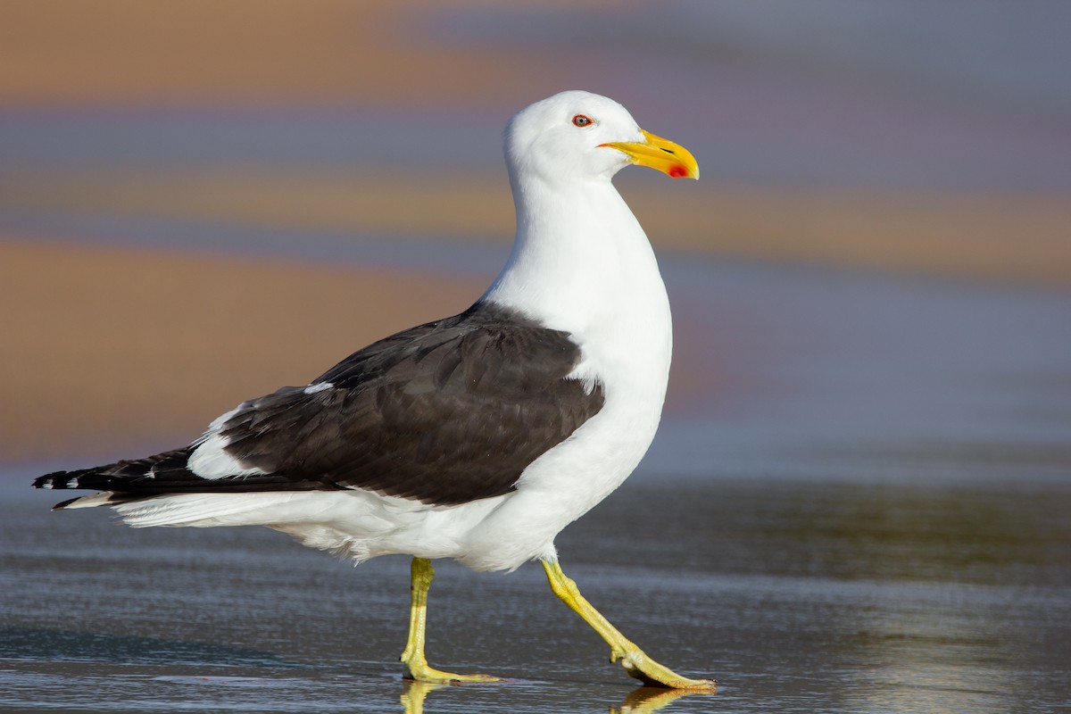 Kelp Gull - ML504428251