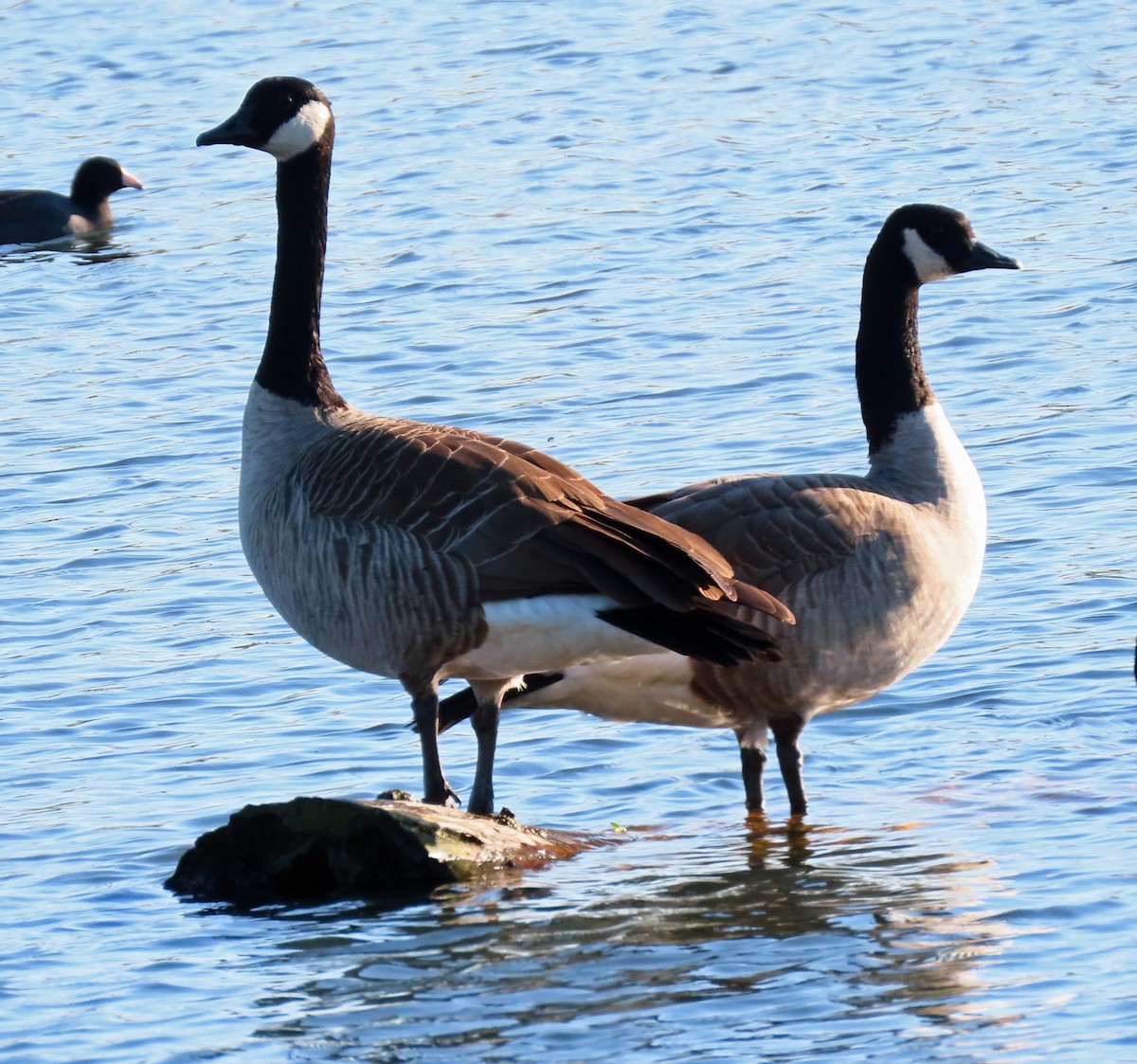 Canada Goose - Jim Scott