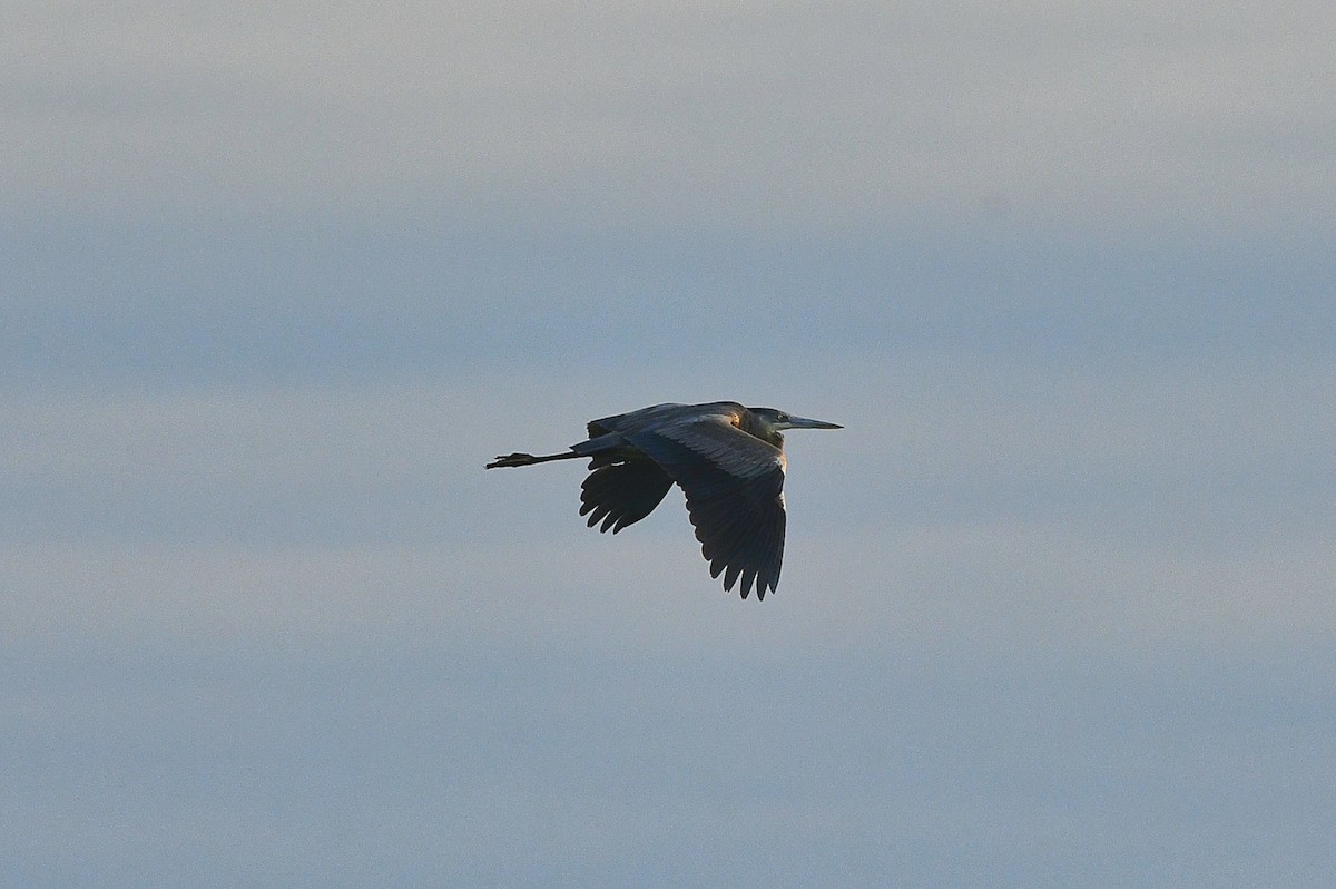 Great Blue Heron - ML504429901