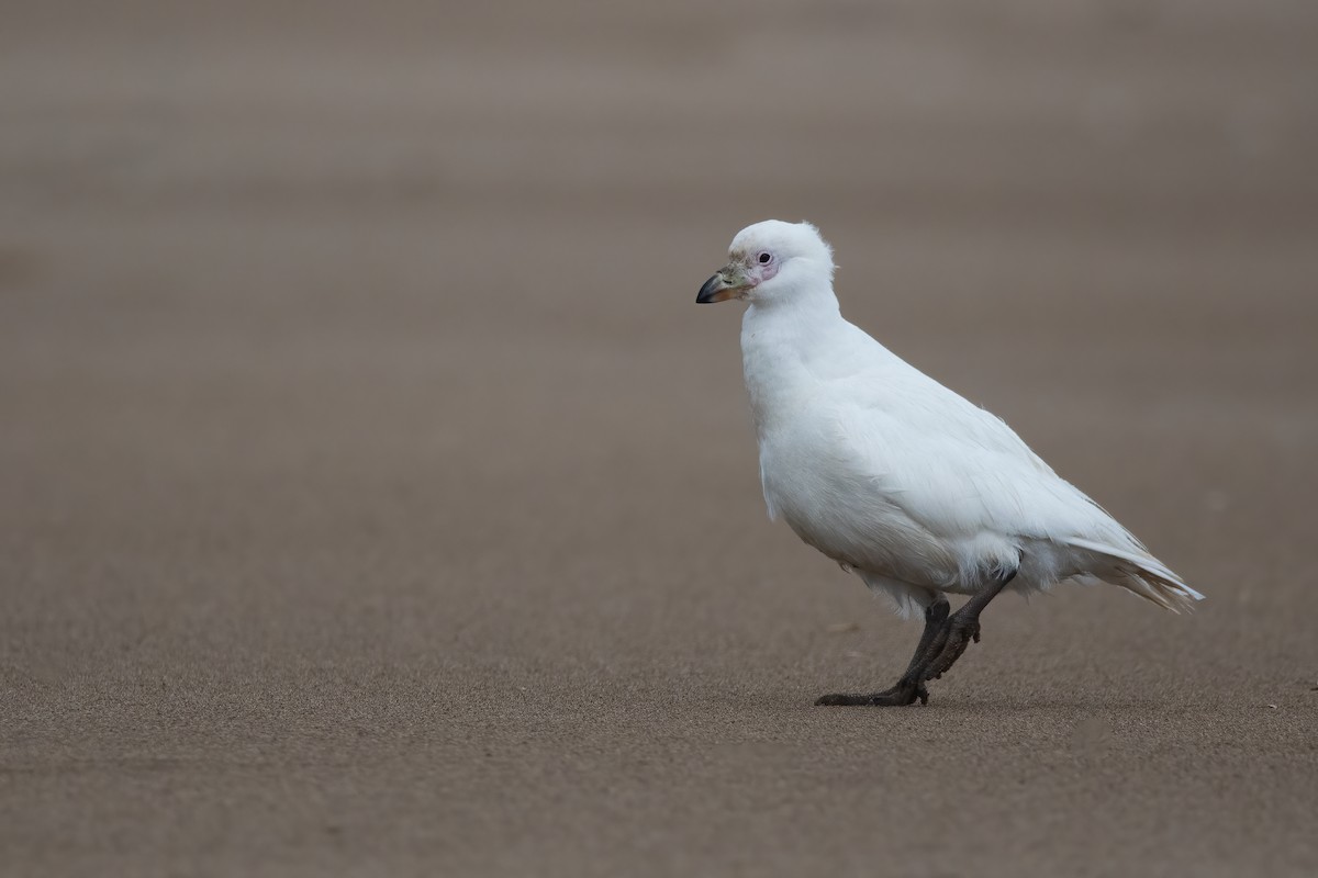 Snowy Sheathbill - ML504430191