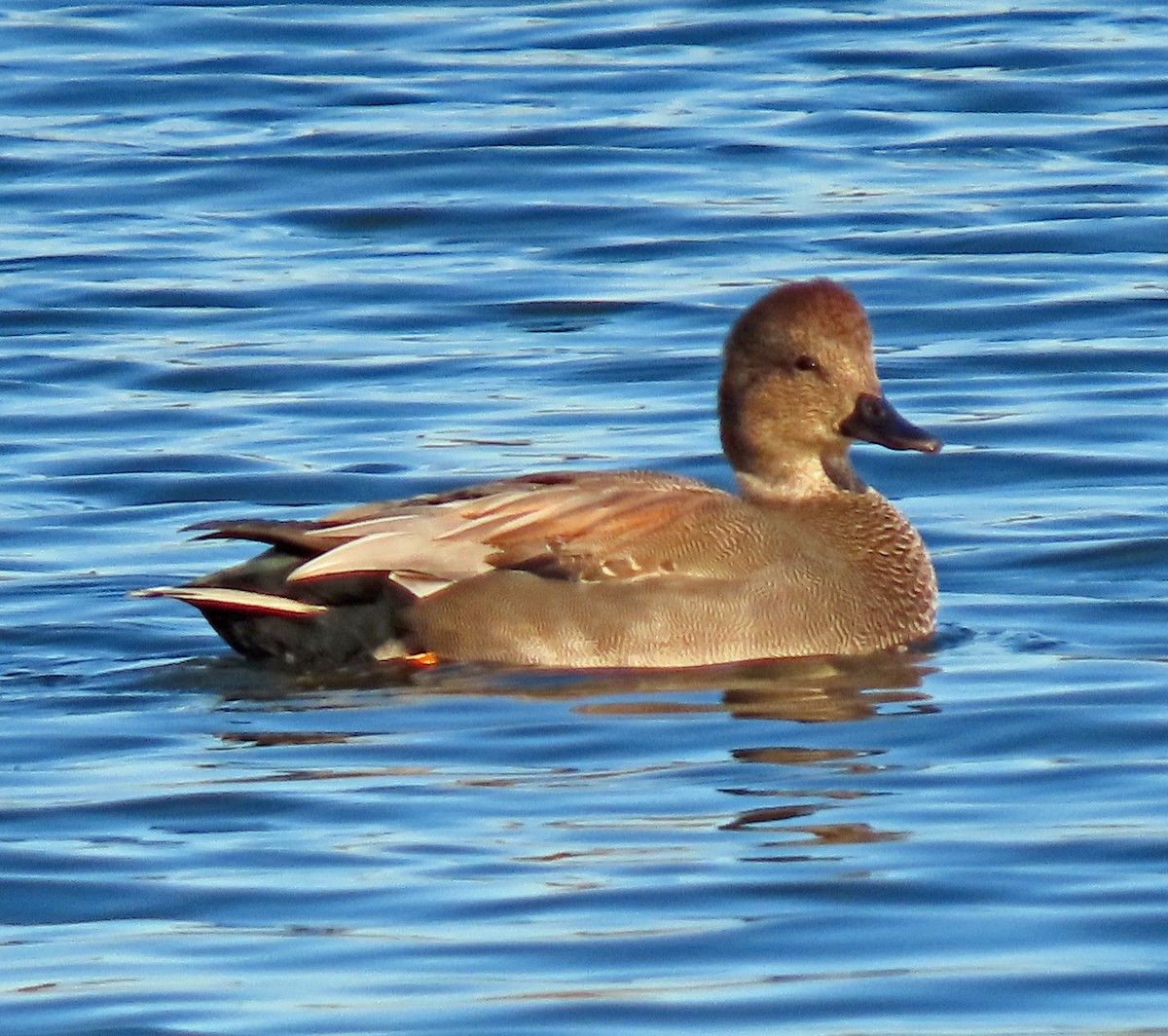 Gadwall - ML504431101