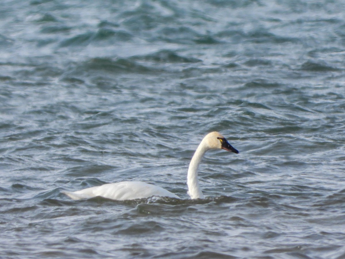 Tundra Swan - ML504431841