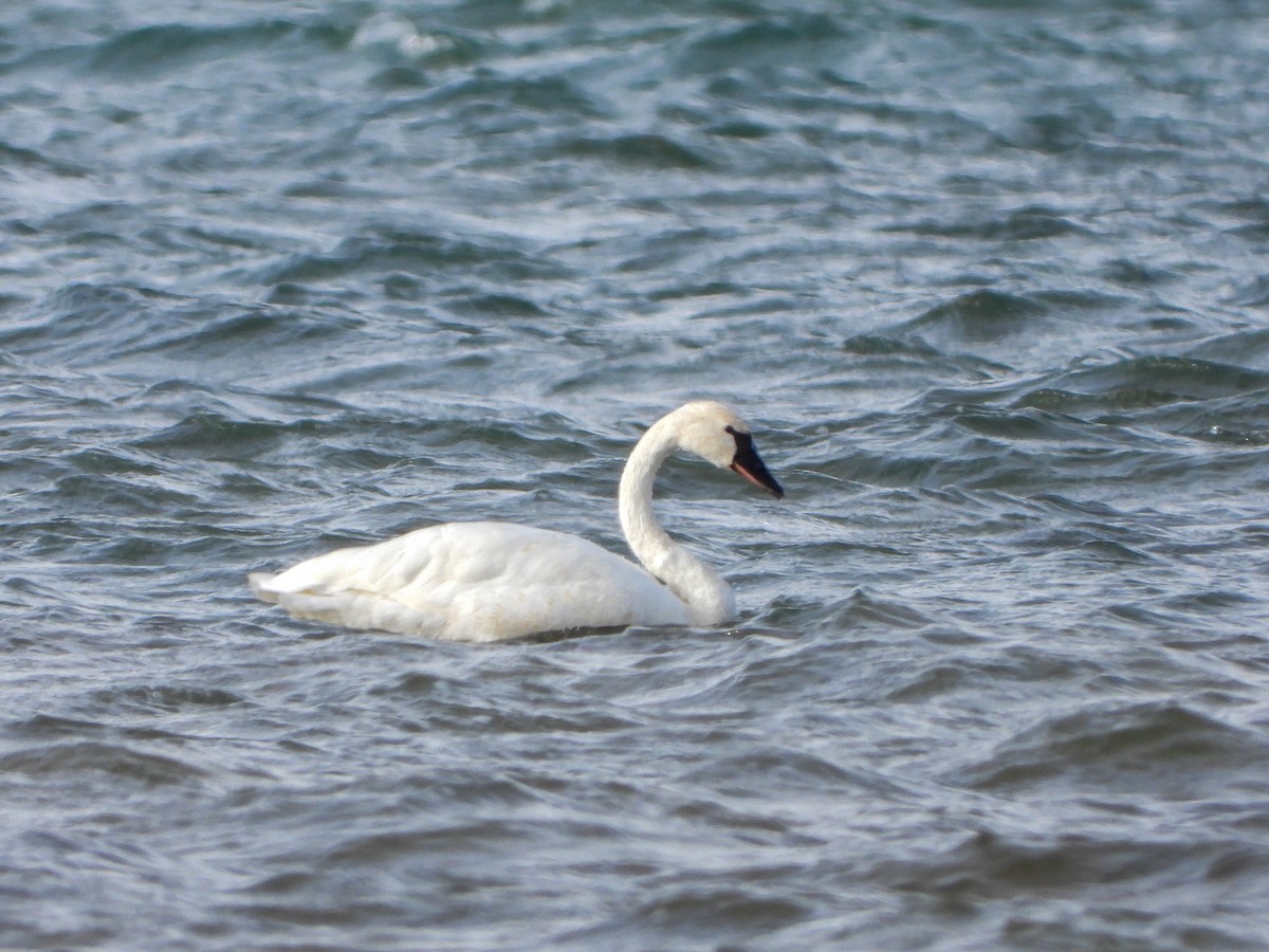 Tundra Swan - ML504431851