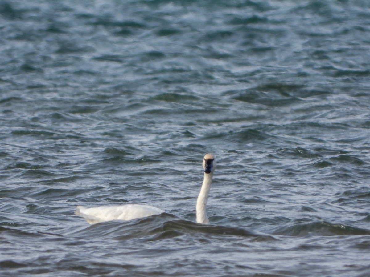 Tundra Swan - ML504431861