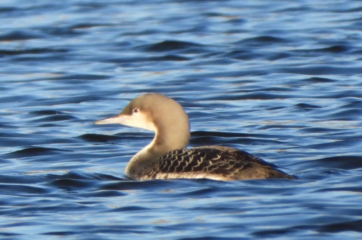 Pacific Loon - ML504434081