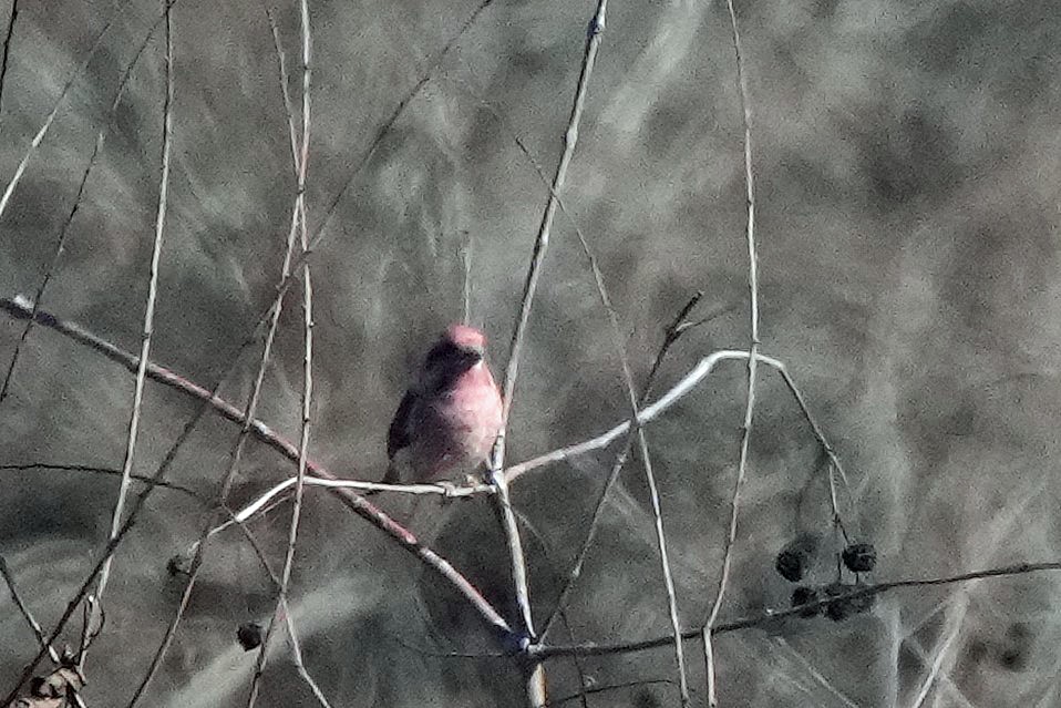 Purple Finch - Robert Goss