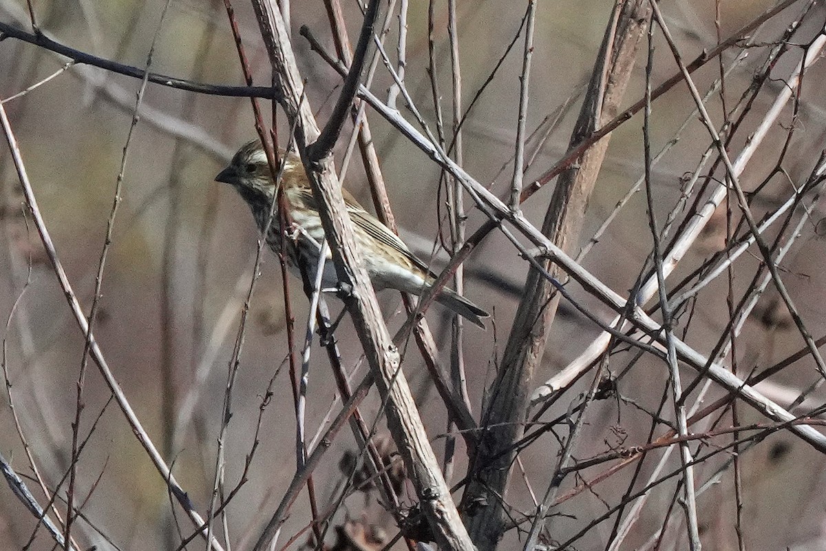 Purple Finch - ML504435831