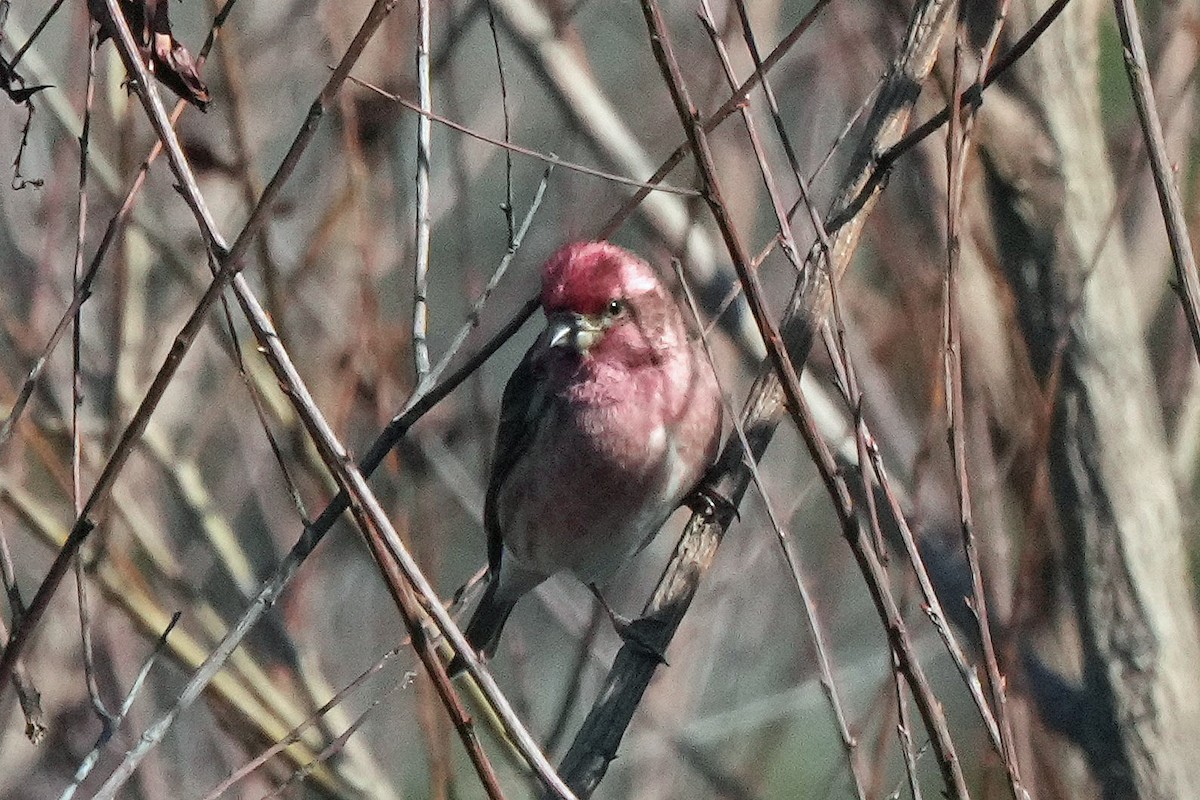 Purple Finch - ML504435871