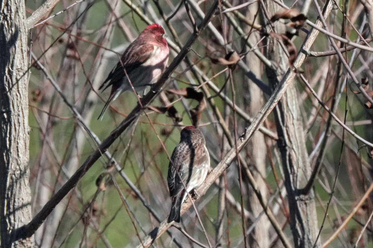 Purple Finch - ML504435891