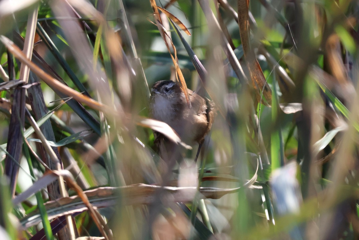 Marsh Wren - ML504437061