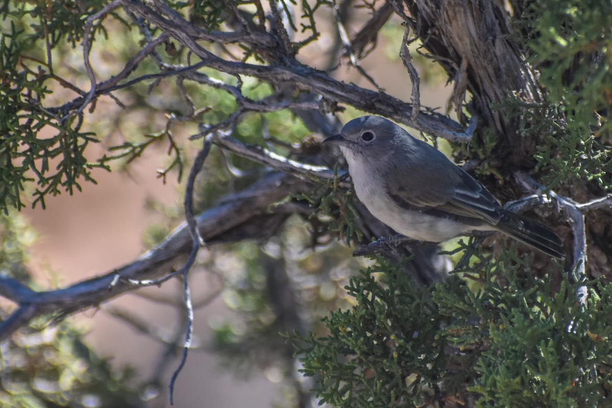 Gray Vireo - ML504437741