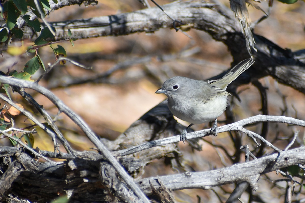 Gray Vireo - ML504437751