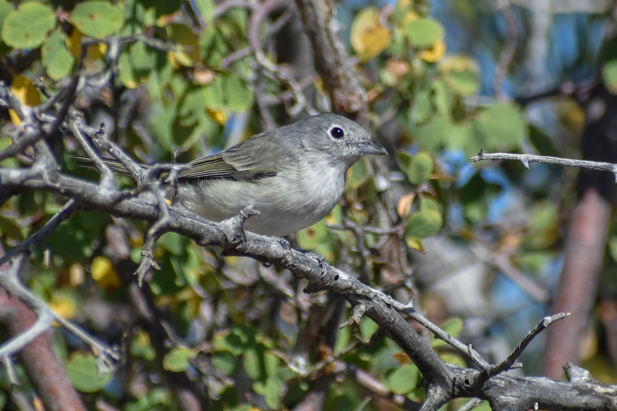 Gray Vireo - ML504437761