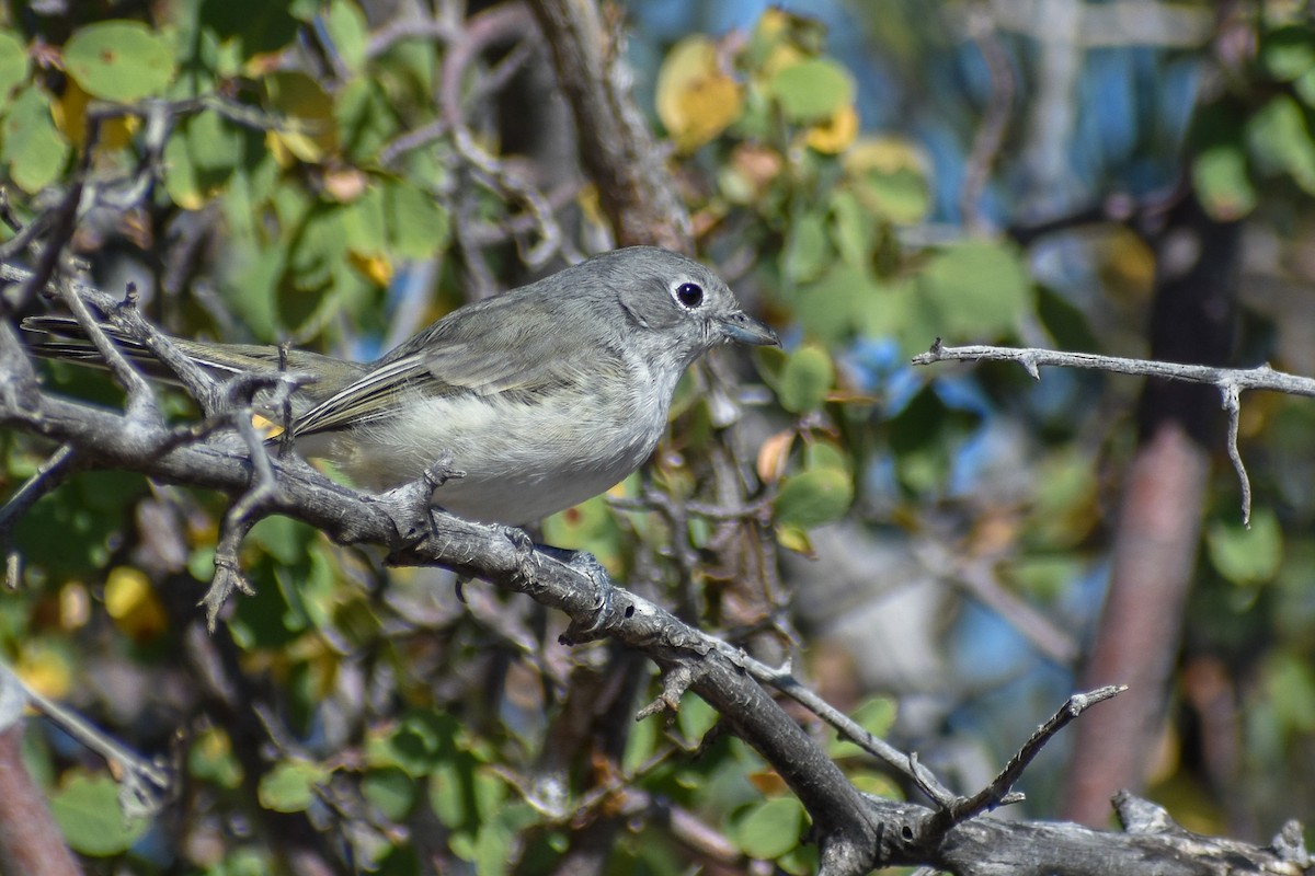 Gray Vireo - ML504437771