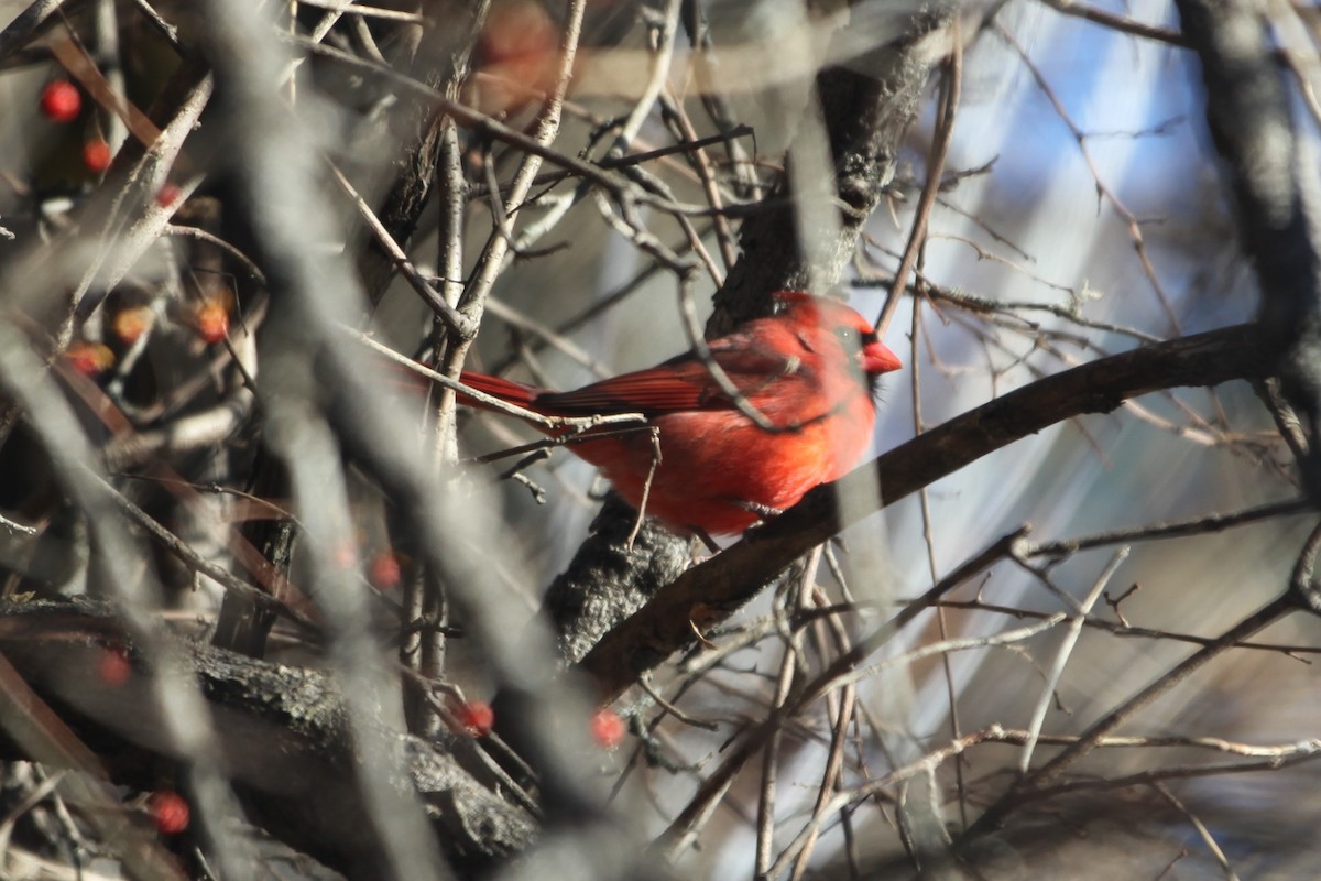 Northern Cardinal - ML504438231