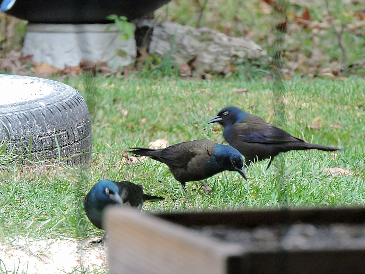 Common Grackle - ML504438501